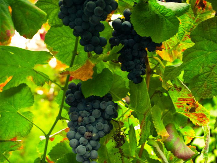 Vino verde de Portugal, el más popular del país