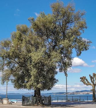 Free Tour Vigo Free Tour Vigo